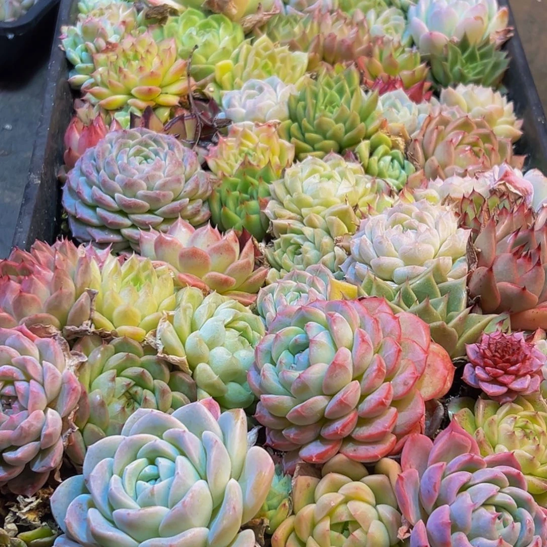 云***儿804多肉葡萄领导人物简介