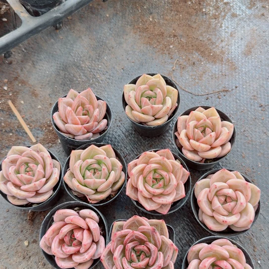 5-60红香槟十棵量拍