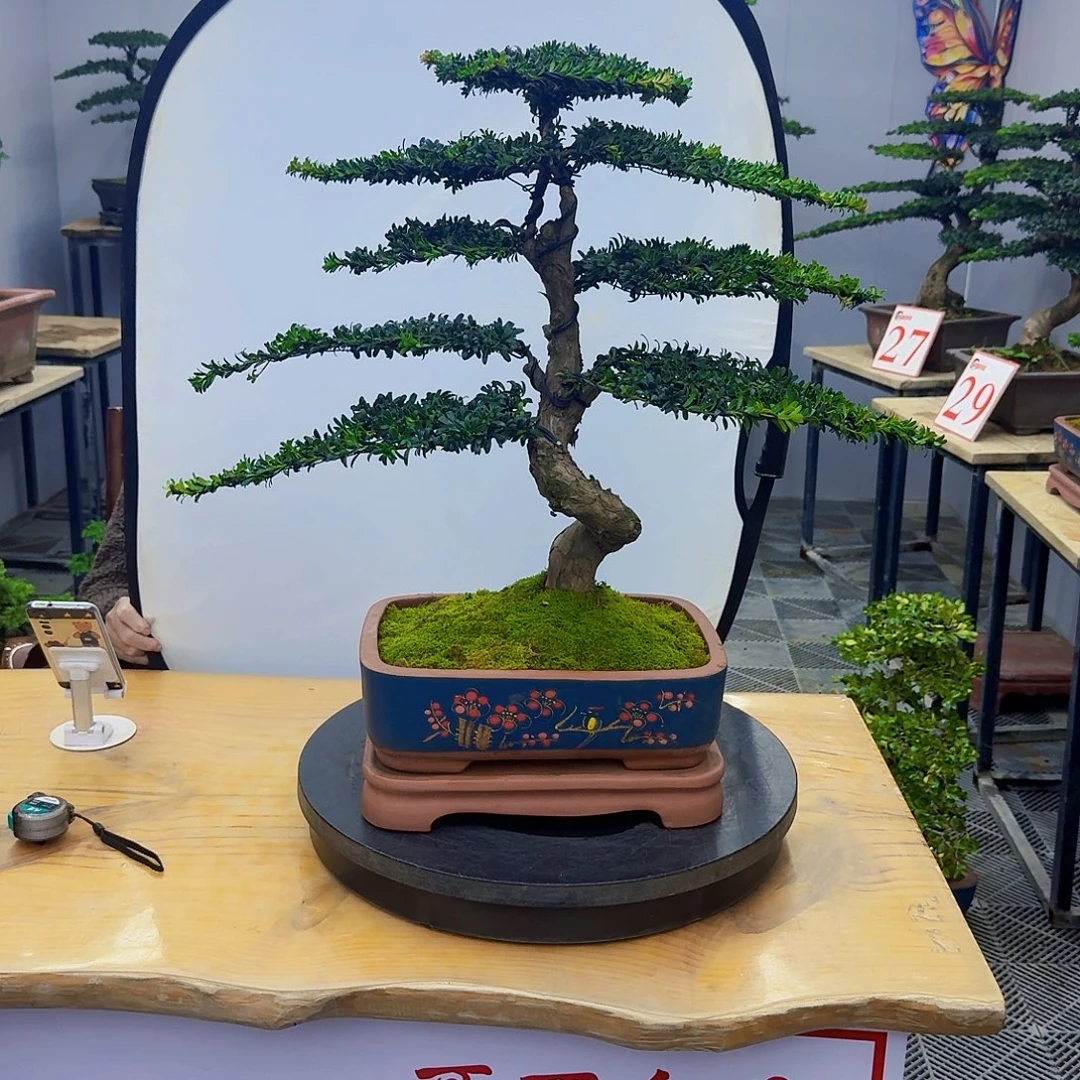 无花朵直播间罗汉松一物一拍