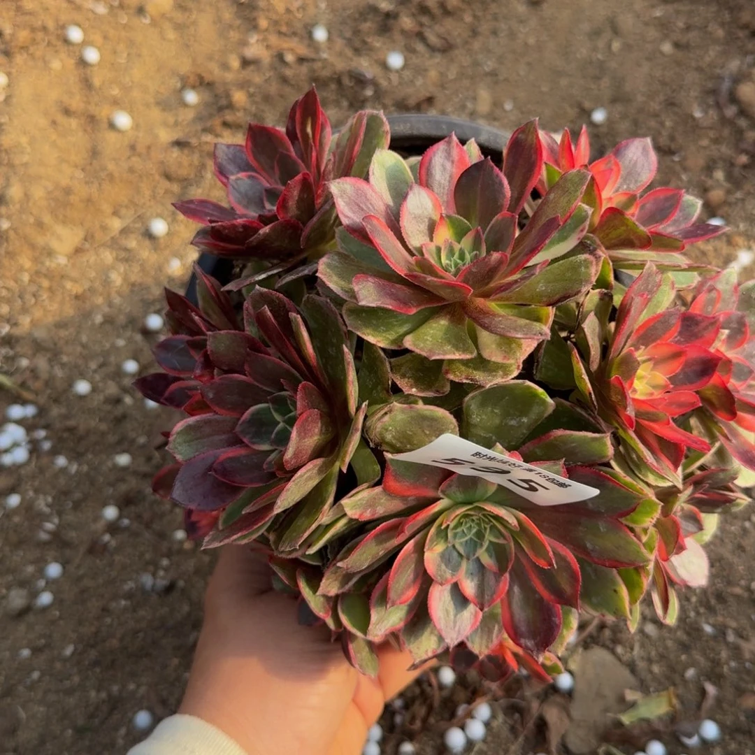 595黑魔锦。多肉植物