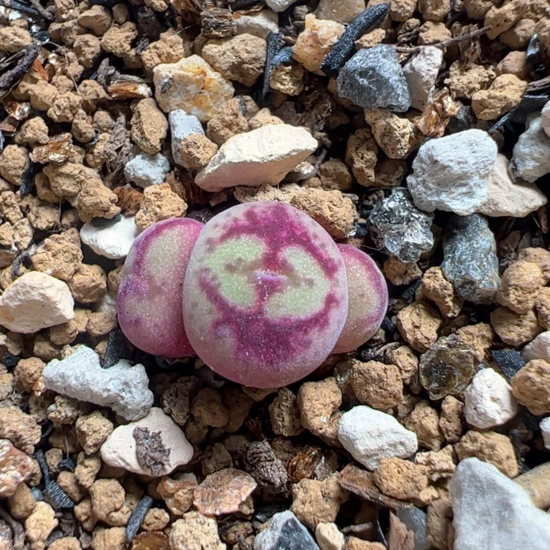 八重㫔基群多肉植物百科