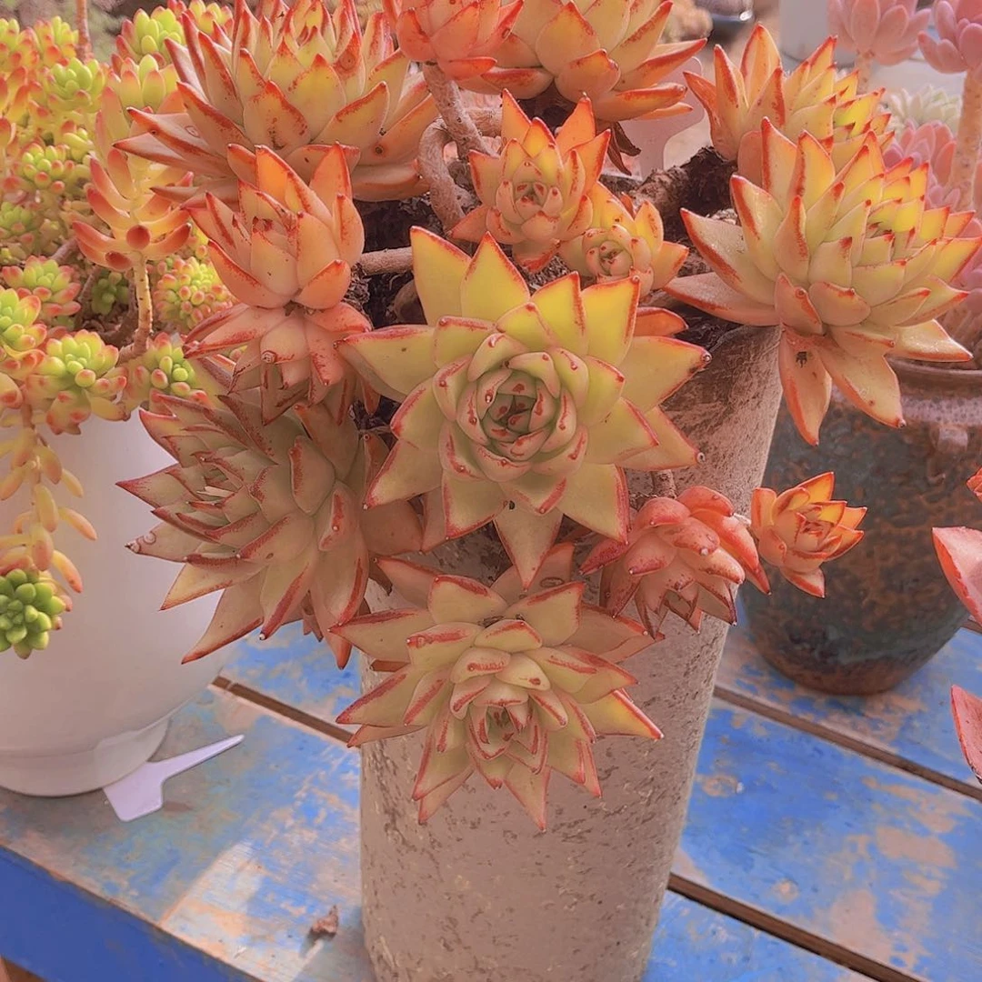 多肉老桩duo rou lao zhuang