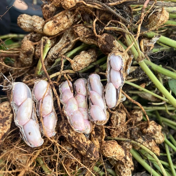 农家自种现挖现发新鲜湿带壳花生新鲜香脆粉皮可水煮养胃