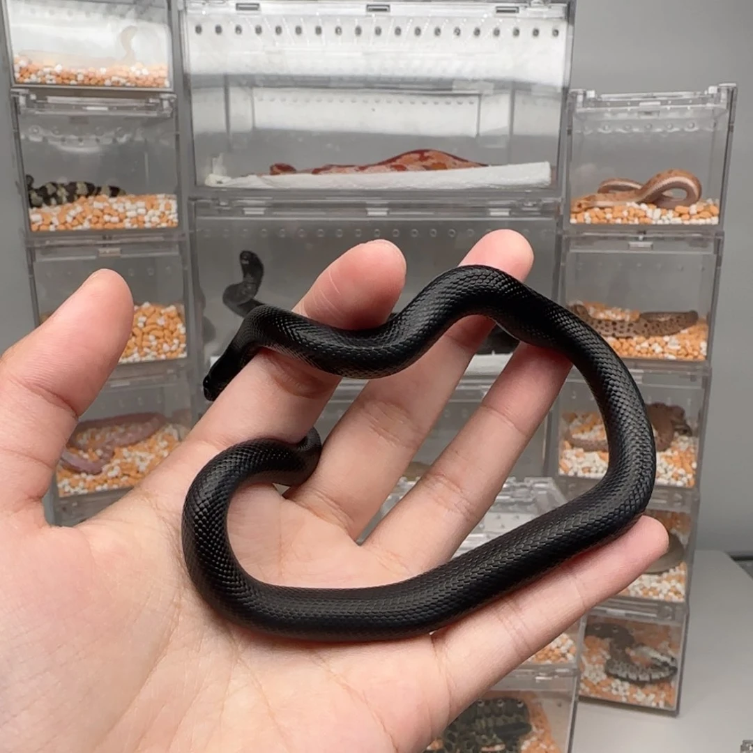 直播间专拍 黑王弟弟