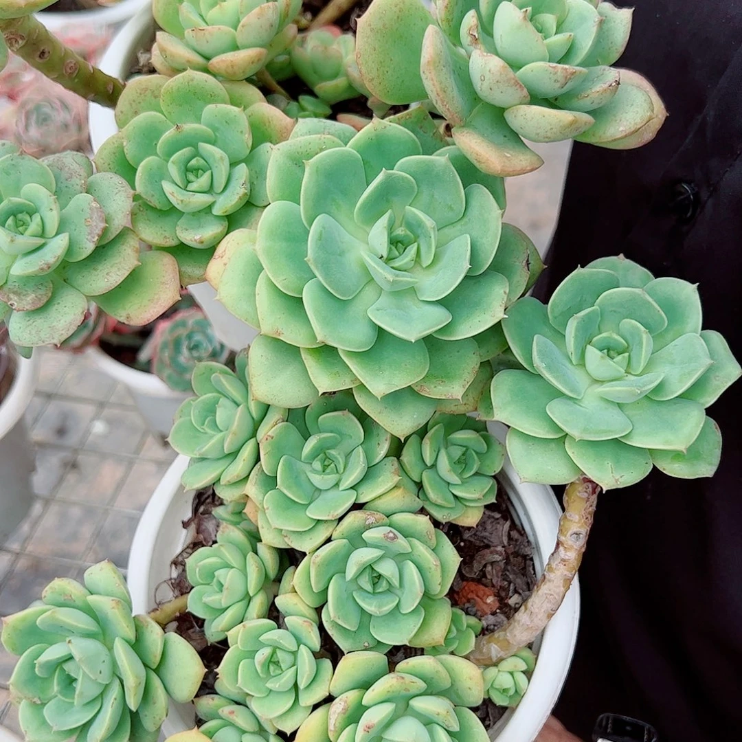 尼可刹那玫瑰多头群生老桩