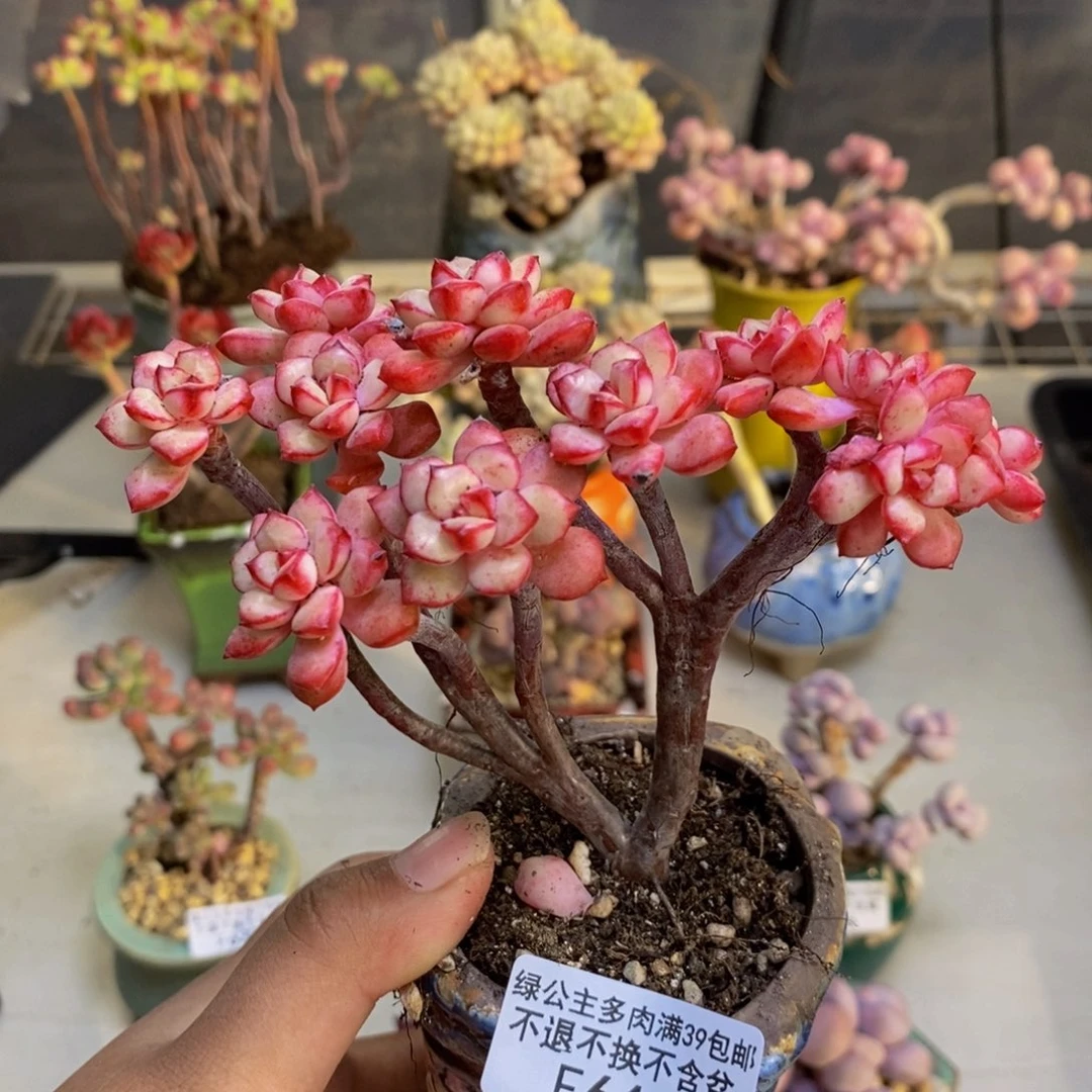 644探戈缀多肉7cm