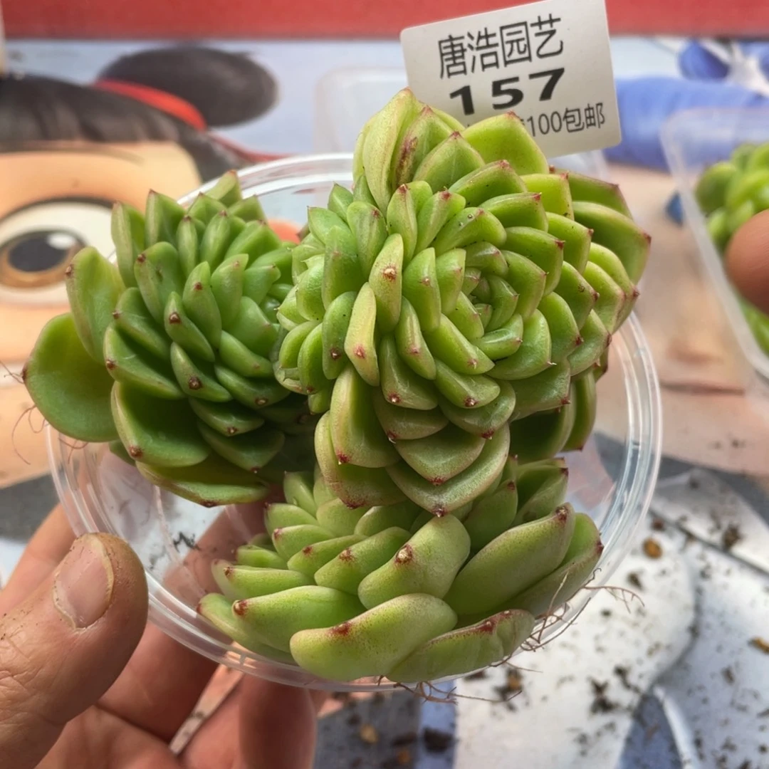 珍妮麦秆量拍一份4颗157