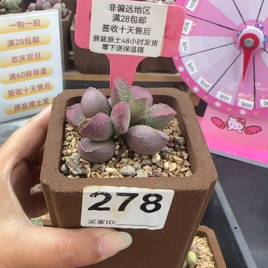 278赛猪肝多肉植物