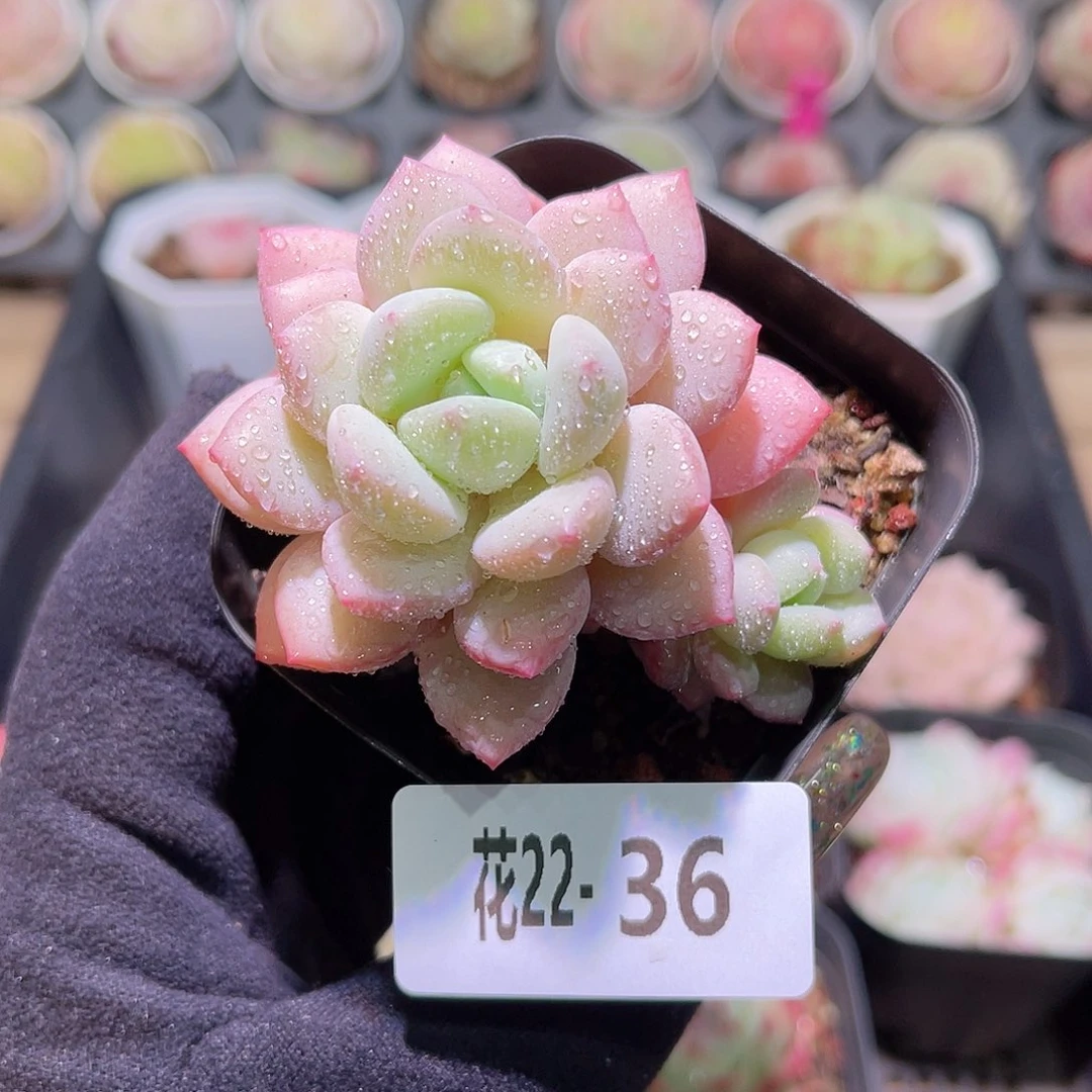 花利美22-36玉兔带仔