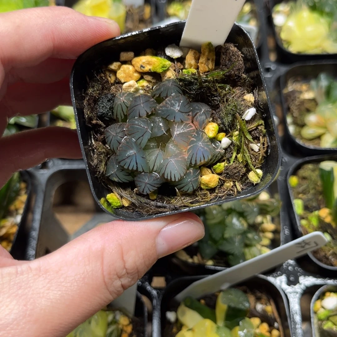 254龙爪玉露锦一物一拍