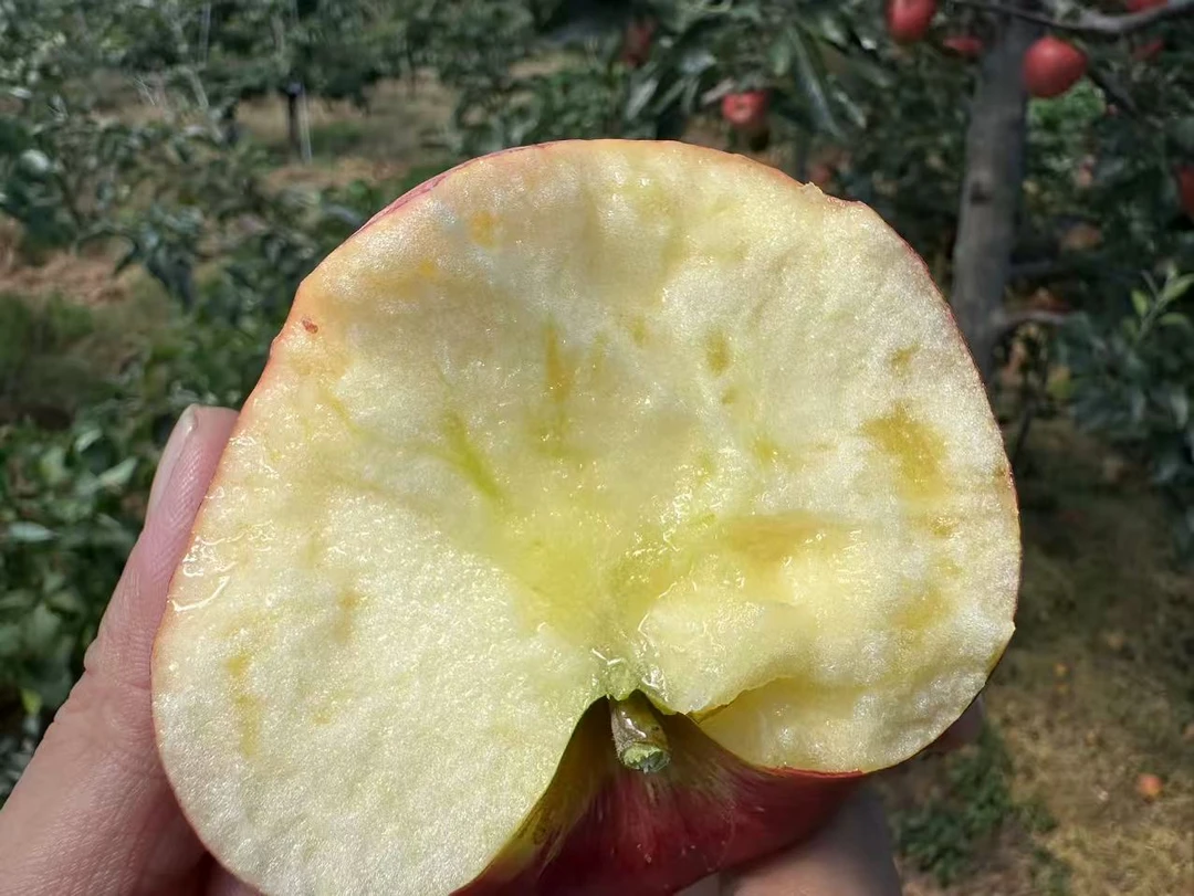 云南高山红露苹果 纯甜不酸