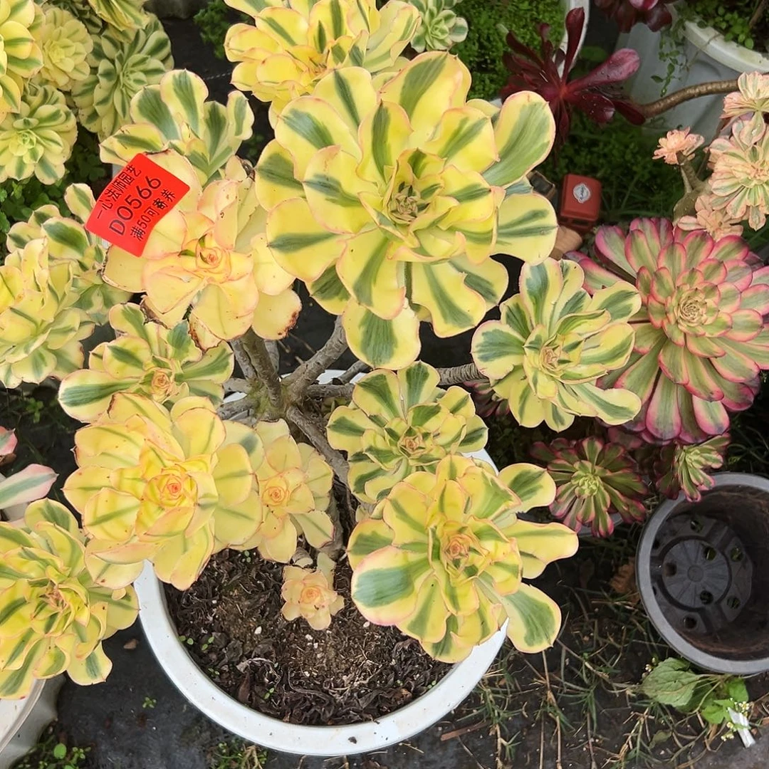0566多肉植物燕姿
