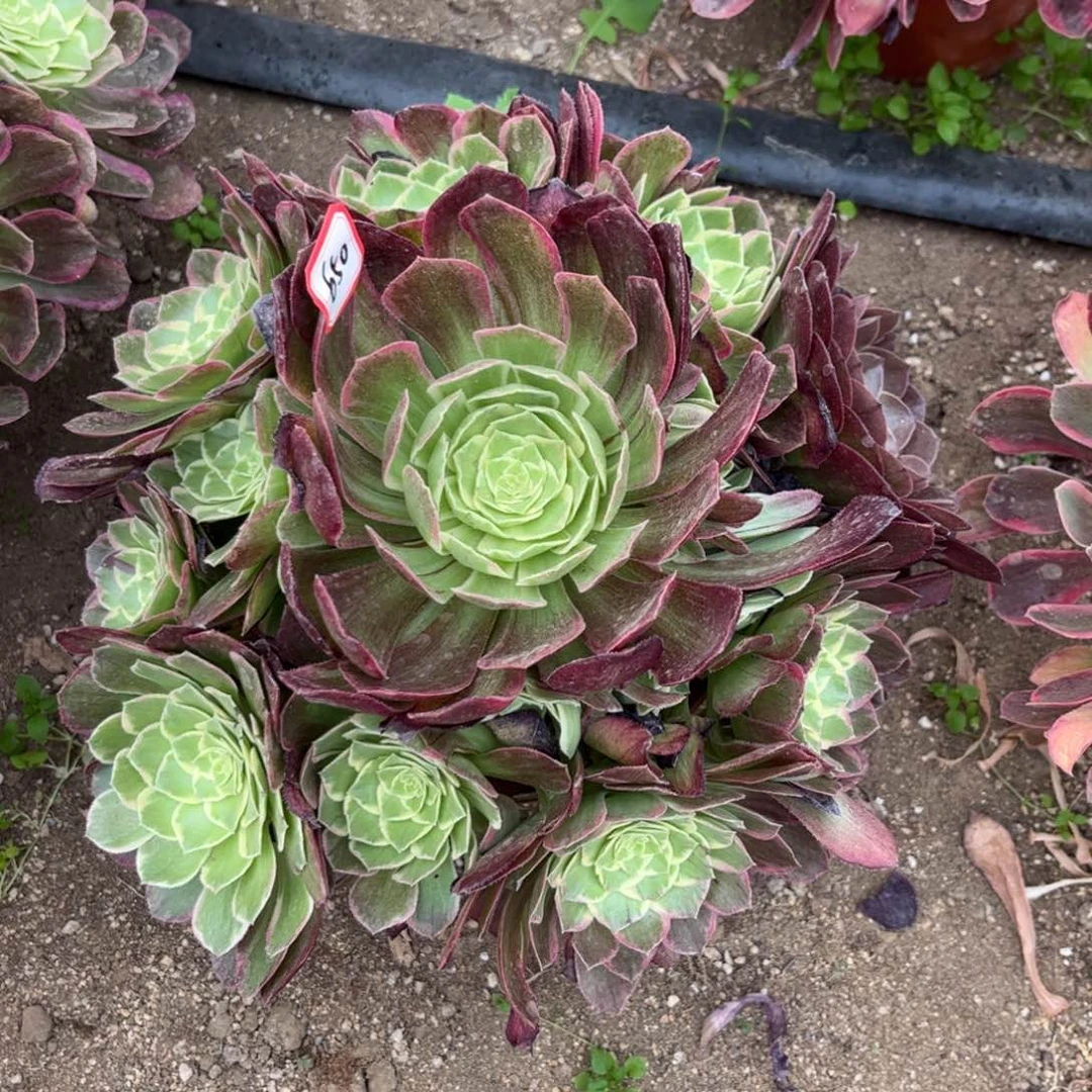 650多肉植物万花筒