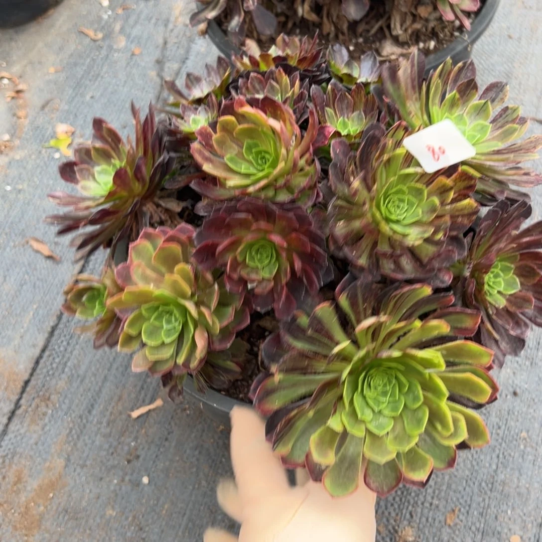 80莫兰迪母本一颗15多肉