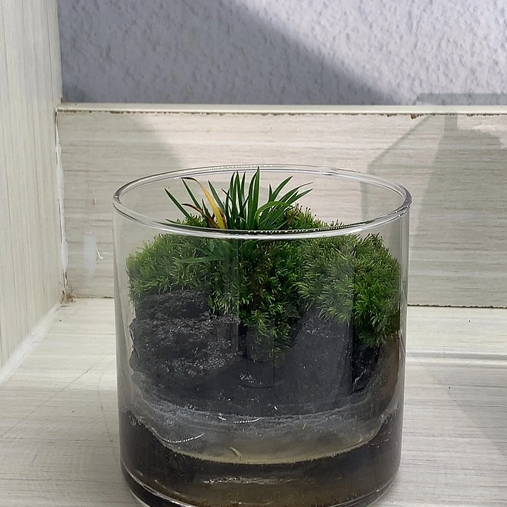 无花朵半水微景观