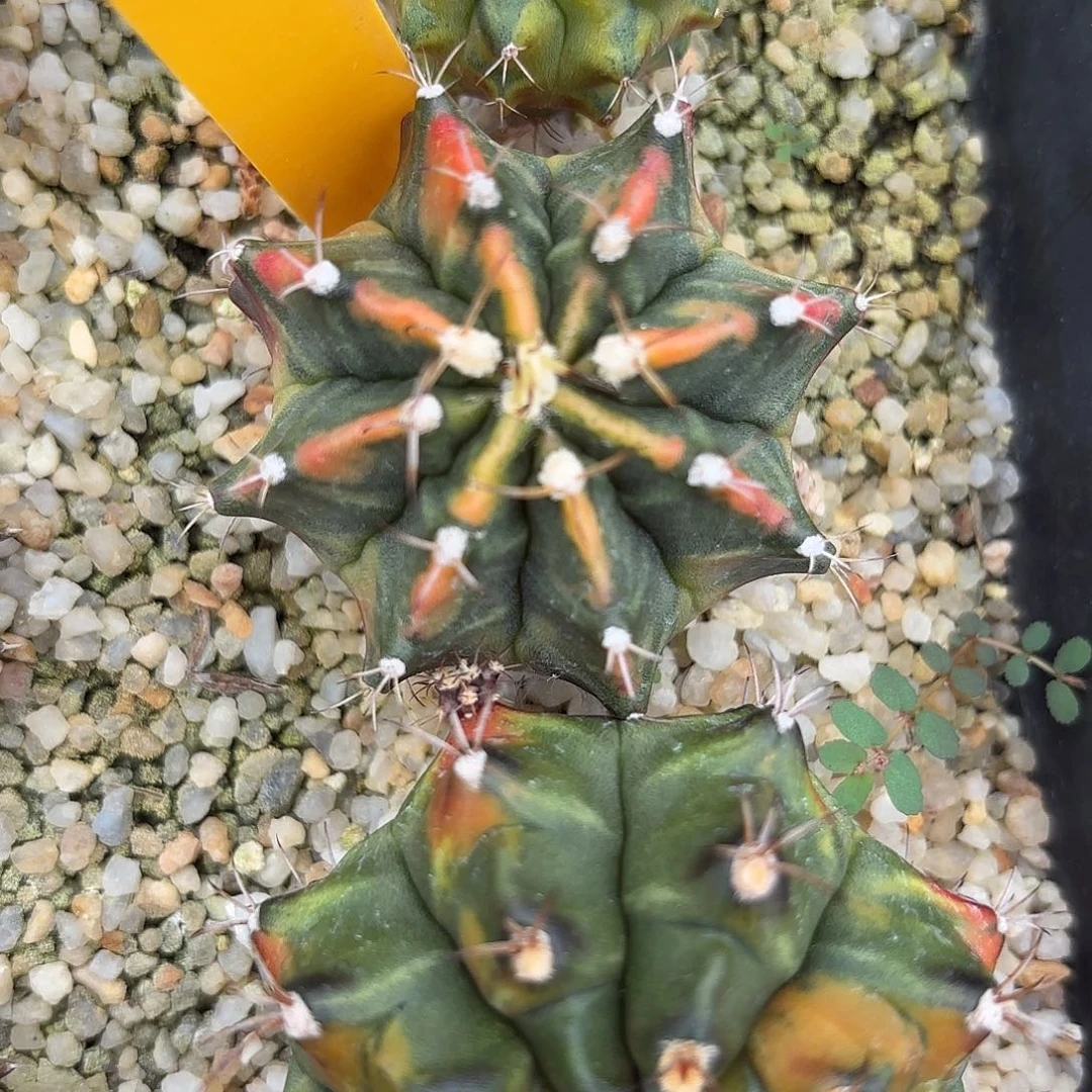 55-1117泰国发货多肉