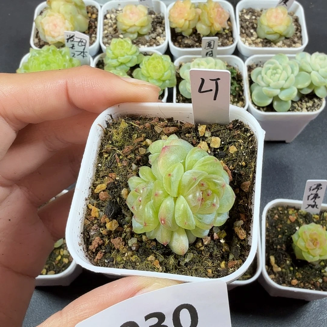 甜心3000三头一物一拍030