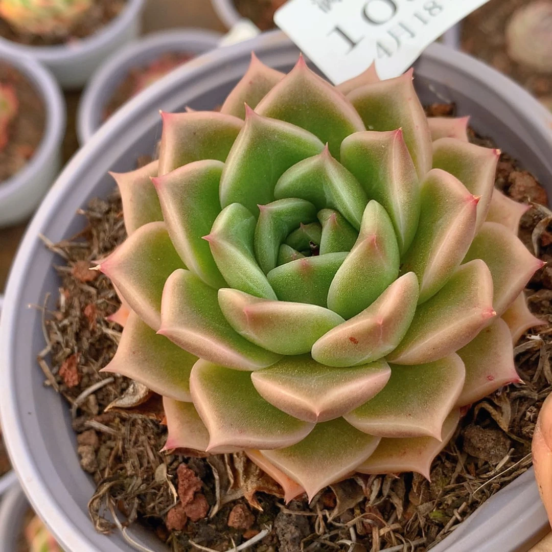 【闪购商品】云1030