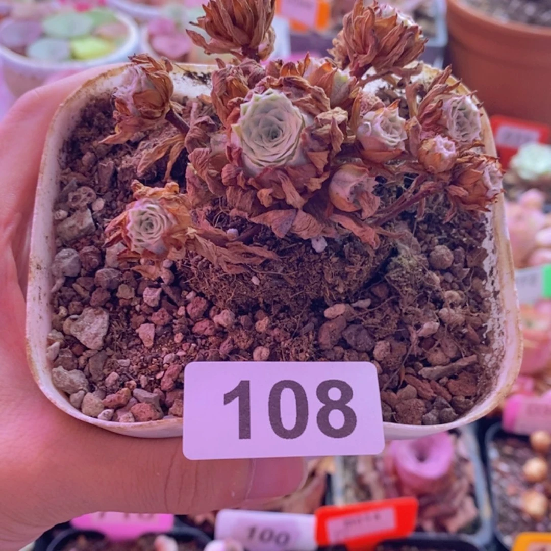 可****山地玫瑰一物一拍108