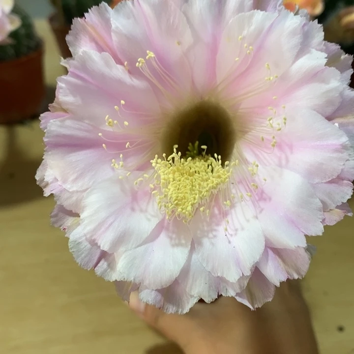 ?***?彩草仙人球系列