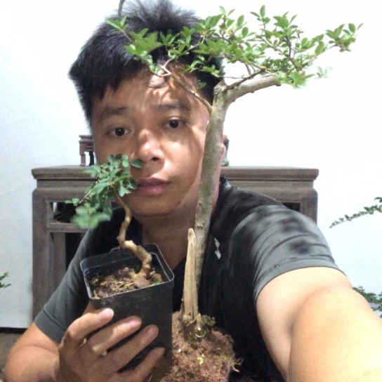 无花朵恋****8盆景素材盆栽植物