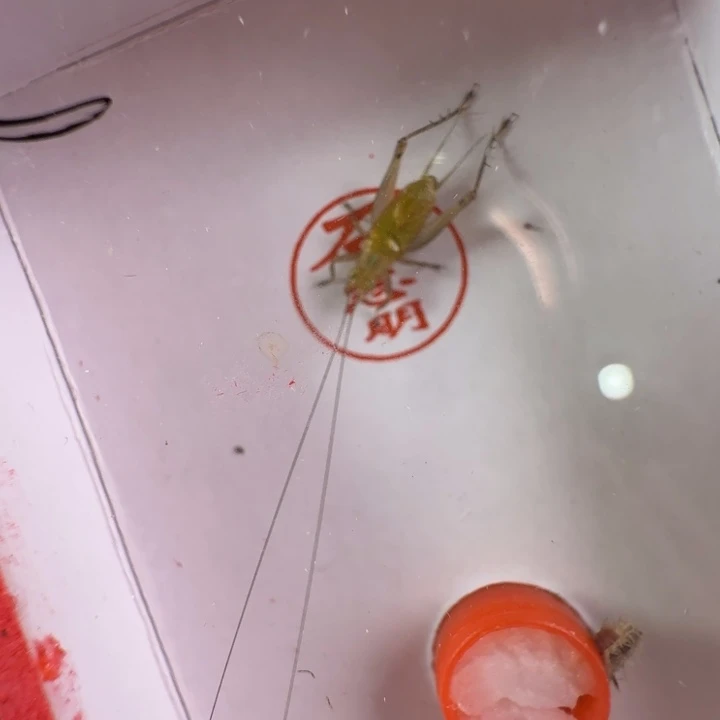 漂亮宽膀子一只合适