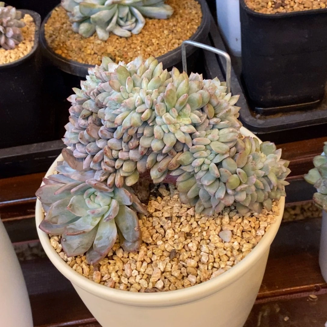 呱***呱小虎多肉一物一拍星影