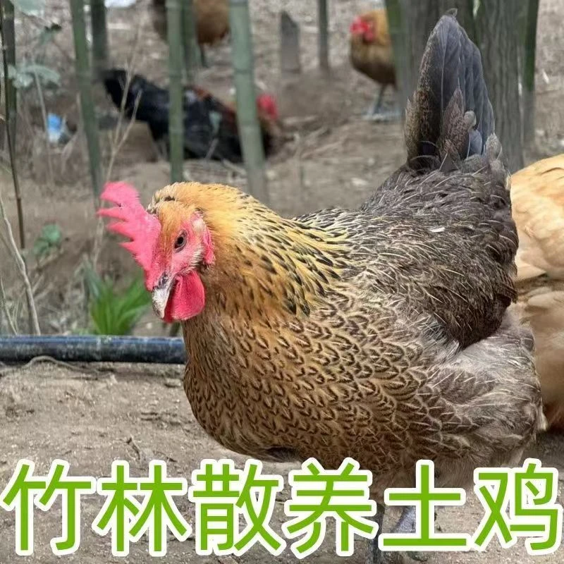 【专属福利】农家散养土鸡大别山山林放养500天正宗黄油老母鸡