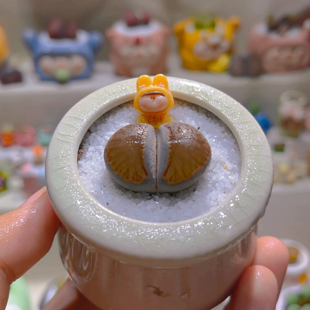 012岛田红窗菊2.8厘米带盆带土