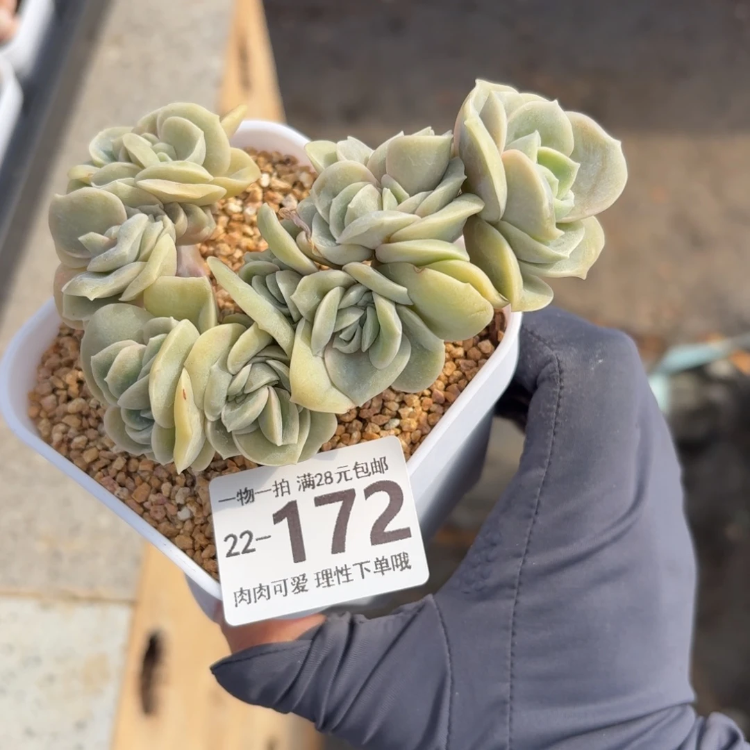 可爱缀无盆土发货无