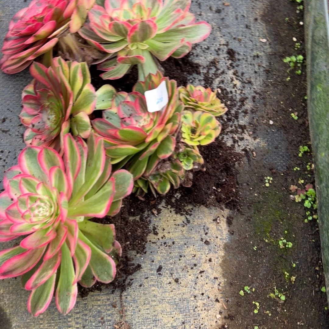 老***236五颗多肉多肉多肉