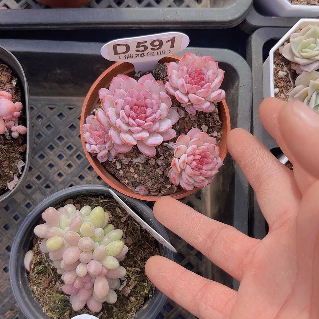 D591鲁冰一物一拍