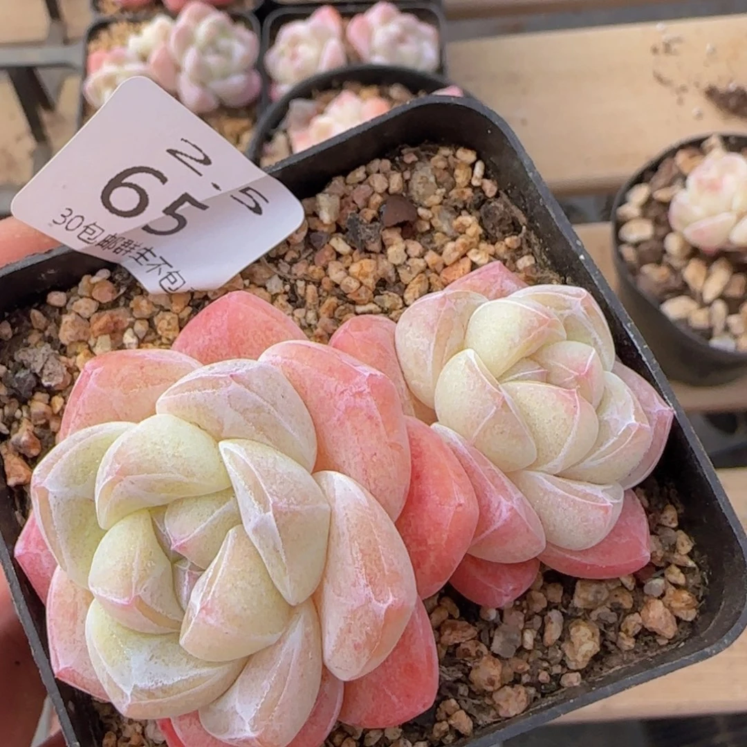 冰玉双头一颗脱土