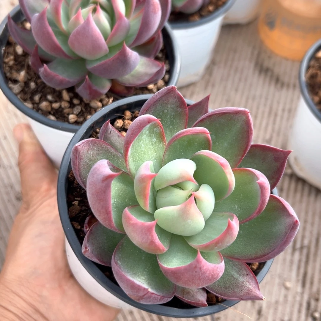 惊鸿2棵。   合法的