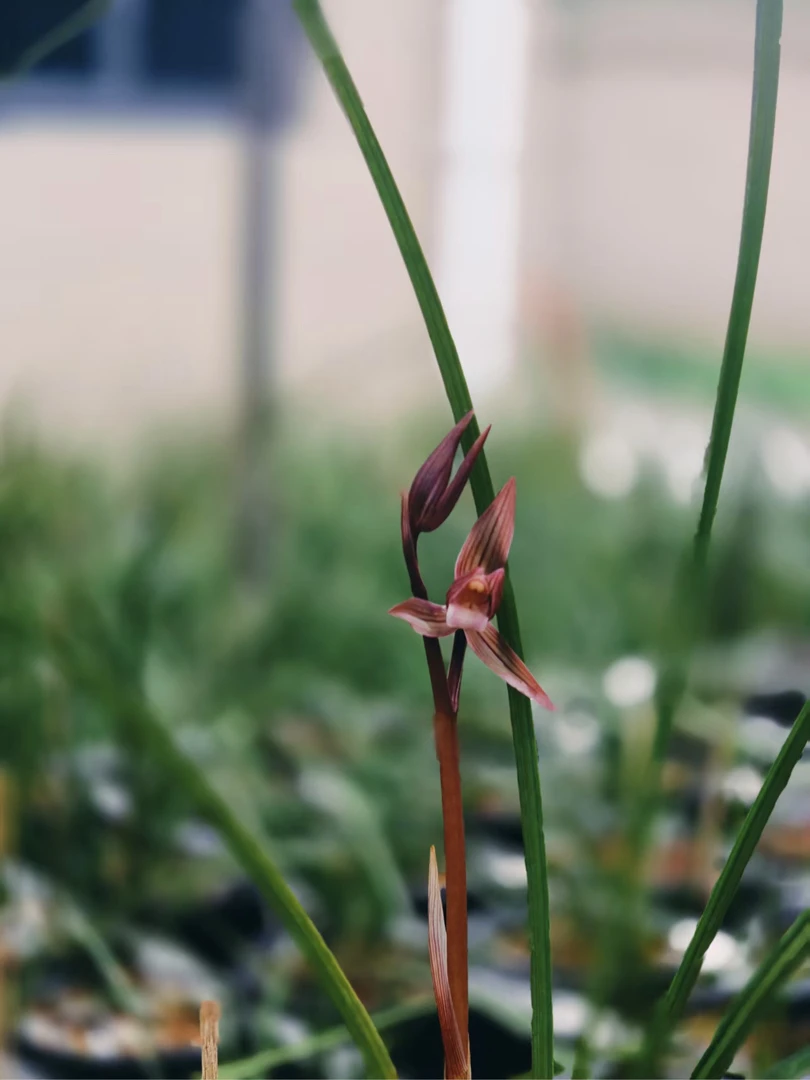 直播间兰花草补拍链接