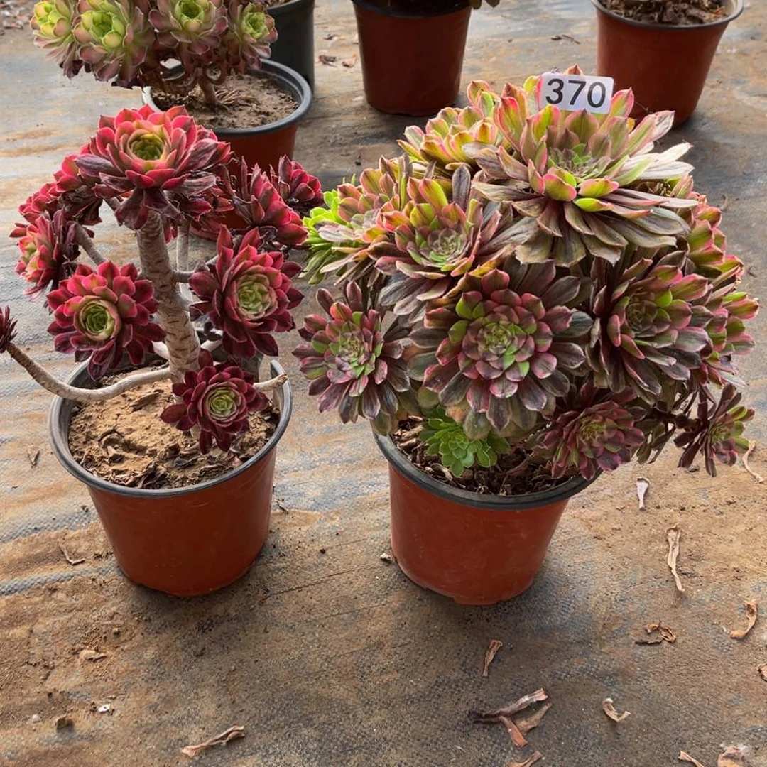 多肉植物370花脸粉黛，红胭脂