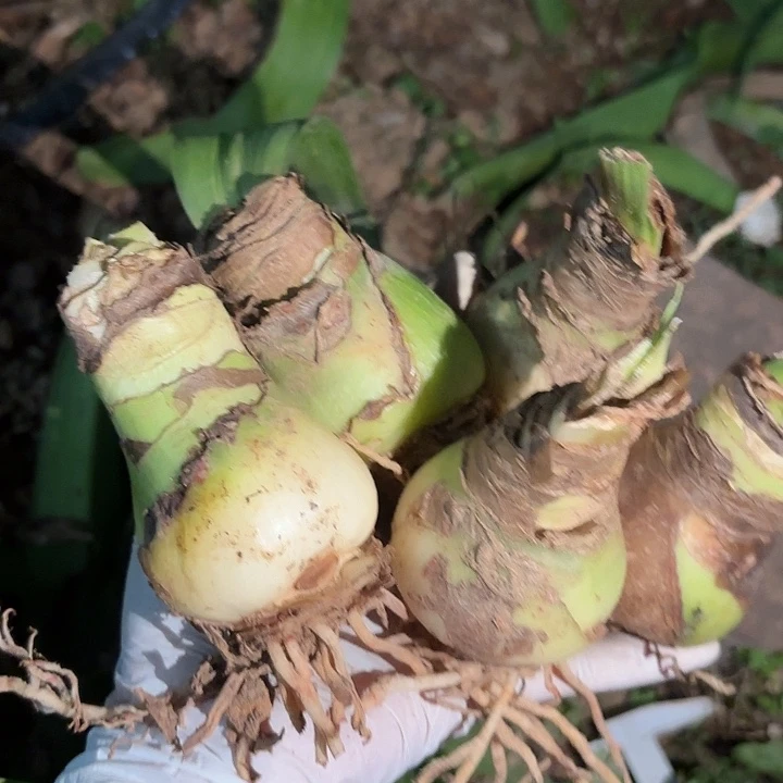 无花朵朱顶红阳光少女5颗5+球丑介意勿拍