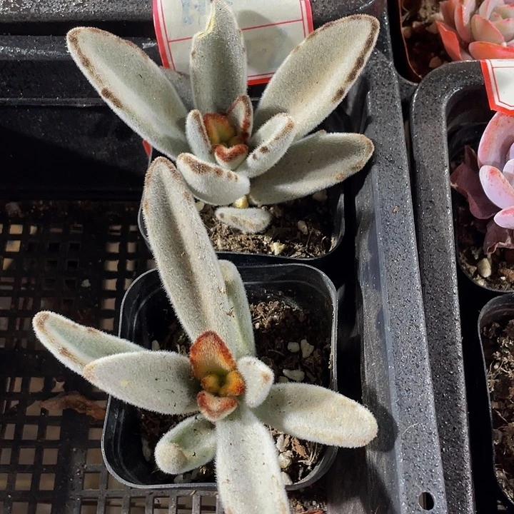 月兔2.8带盆土发货