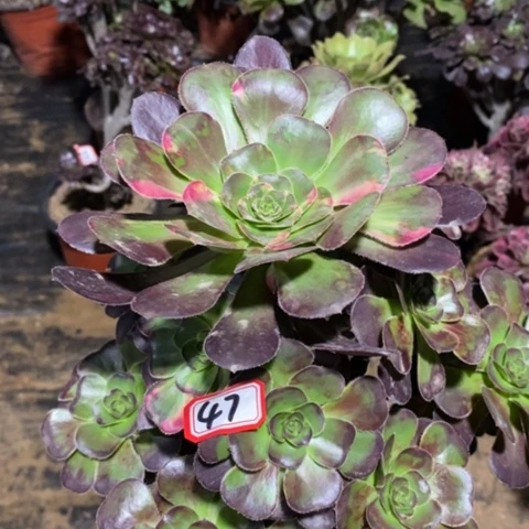 花蝴蝶一物一拍，