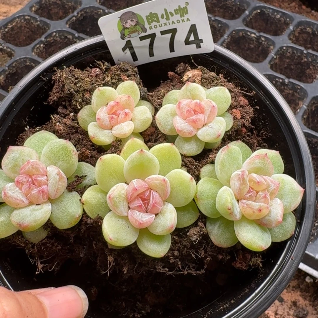 多肉植物多肉植物