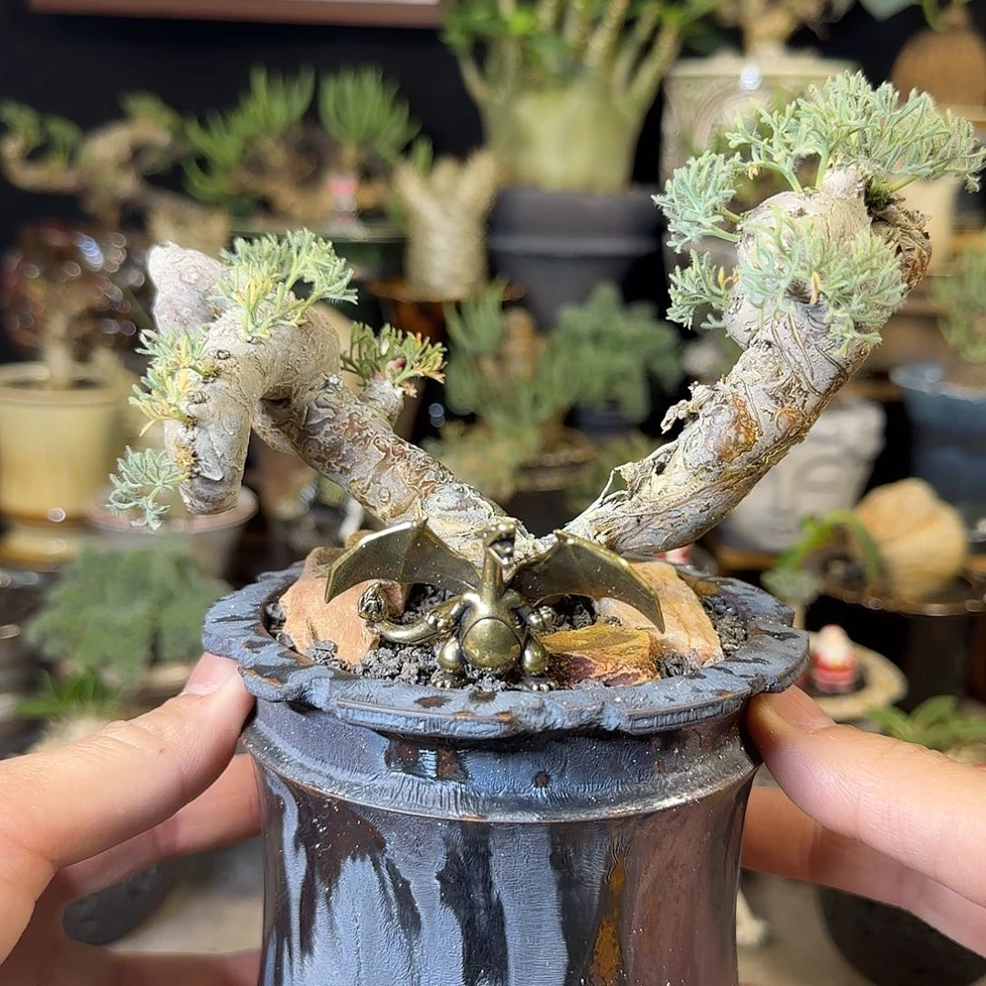 一物一拍黑皮月界06