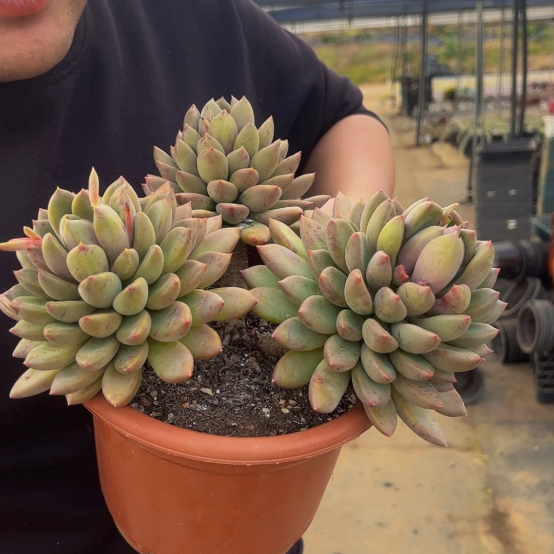 黄金象牙三大头多肉