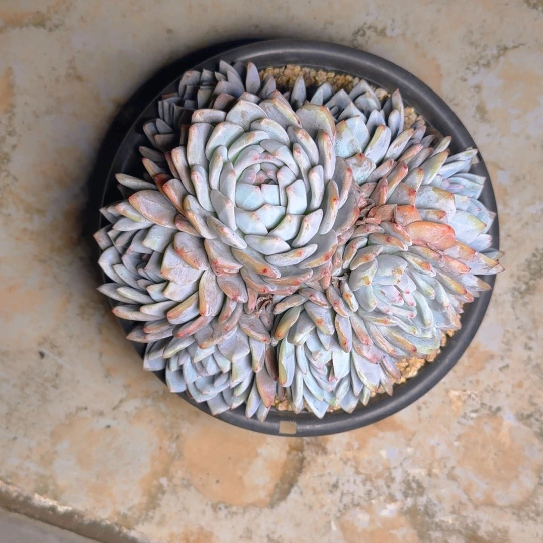 橙子多肉111111111111