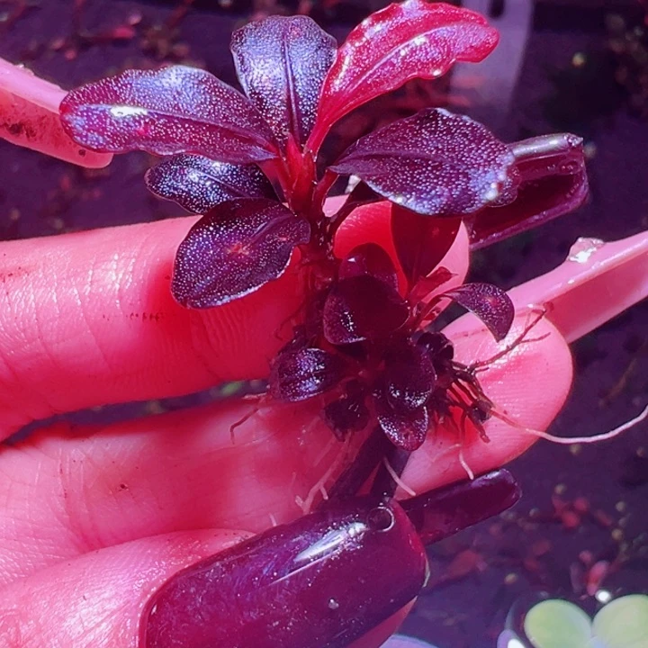 福利32号福利价植物一头