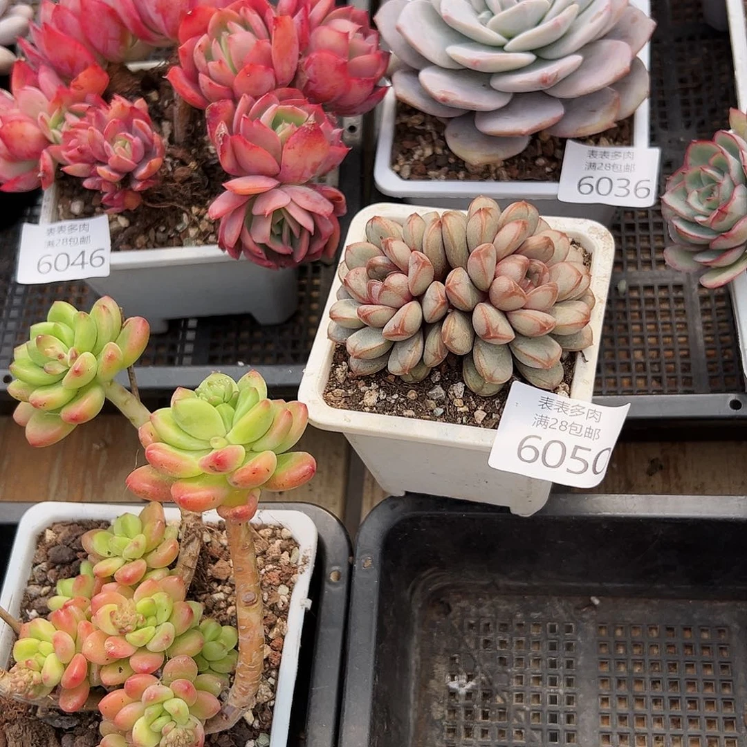 9号?*?我们的确是一6050