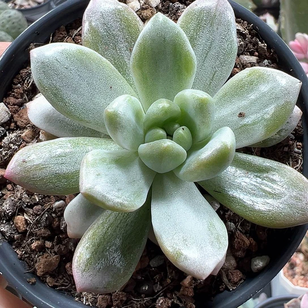 天堂锦白锦 小方花圃一物一拍