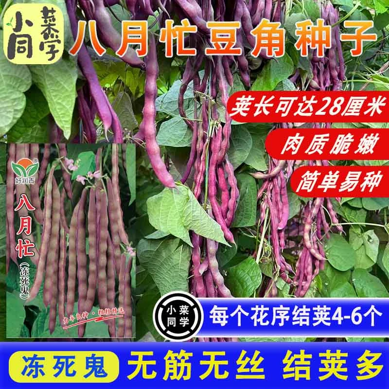 八月忙冻死鬼豆角种子秋播耐寒紫红豆角种子家庭种植蔬菜种籽