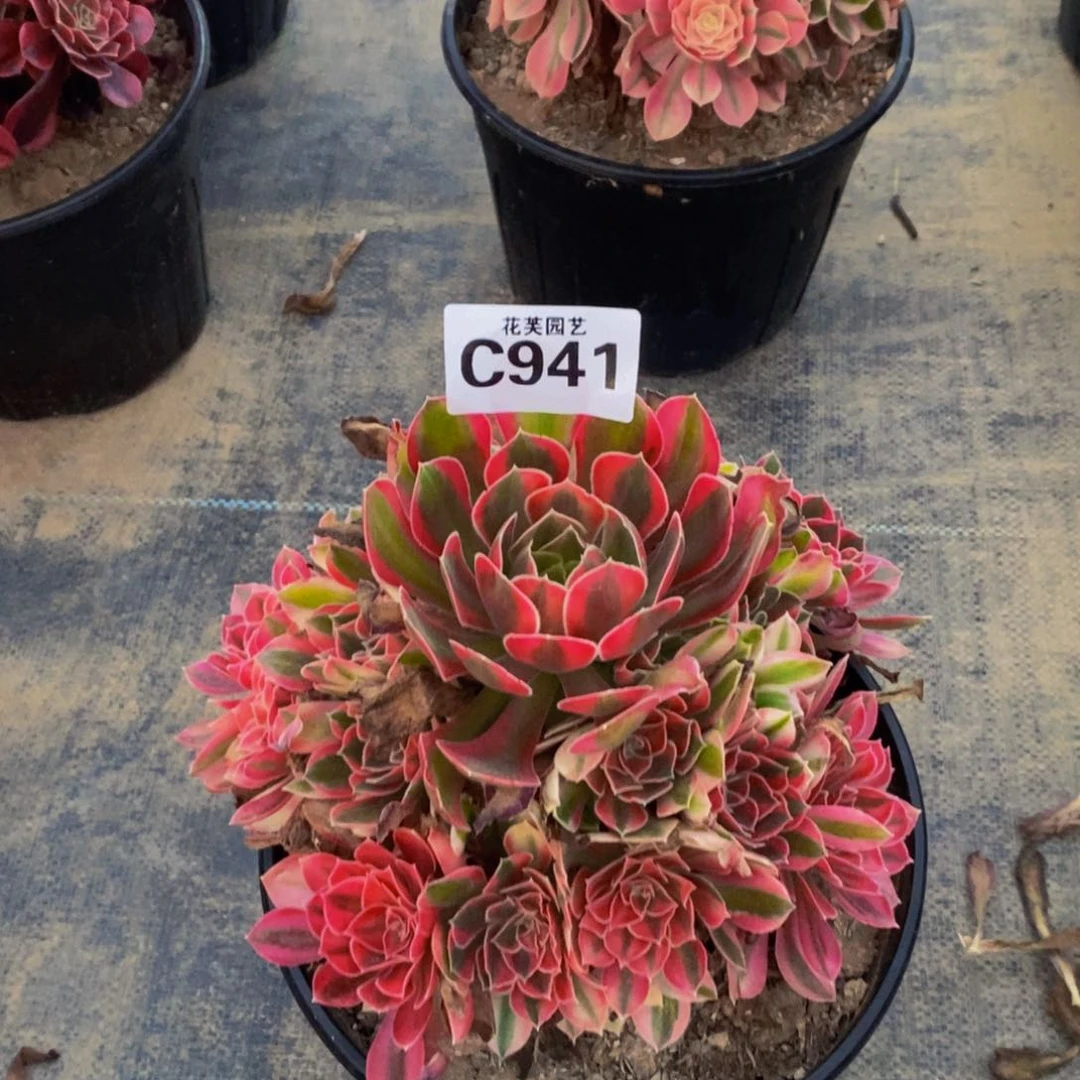 *****粉女巫多肉植物9410000