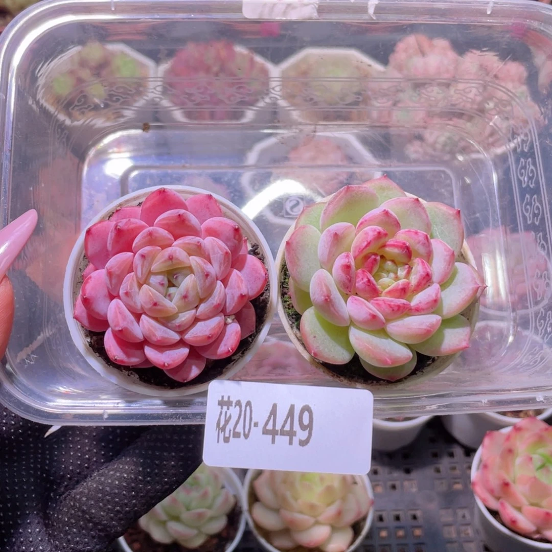 花利美20-449新品2颗