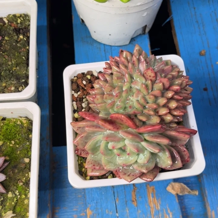 爱丽儿缀化一物一拍